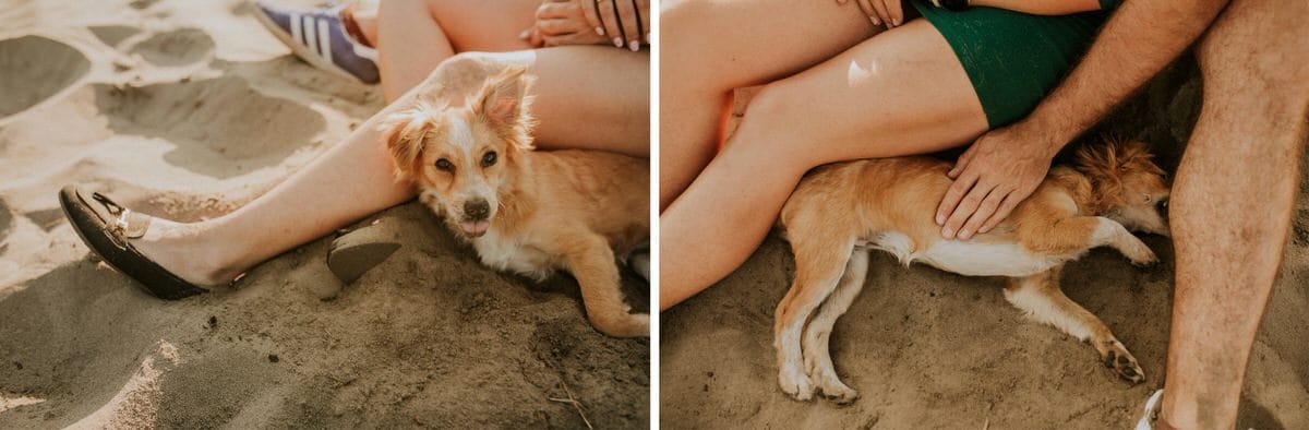 Pies odpoczywa na plaży z ludźmi.
