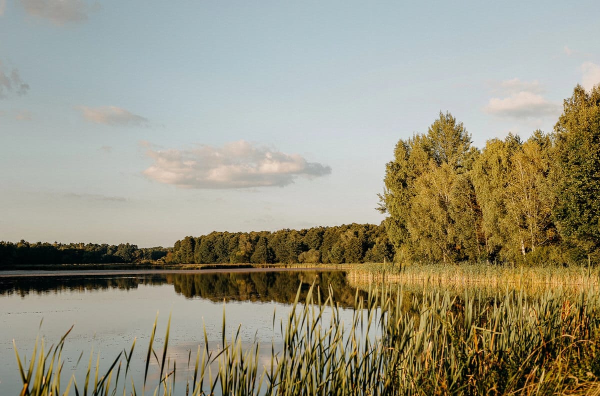 Jezioro otoczone drzewami i trawami o zachodzie słońca.