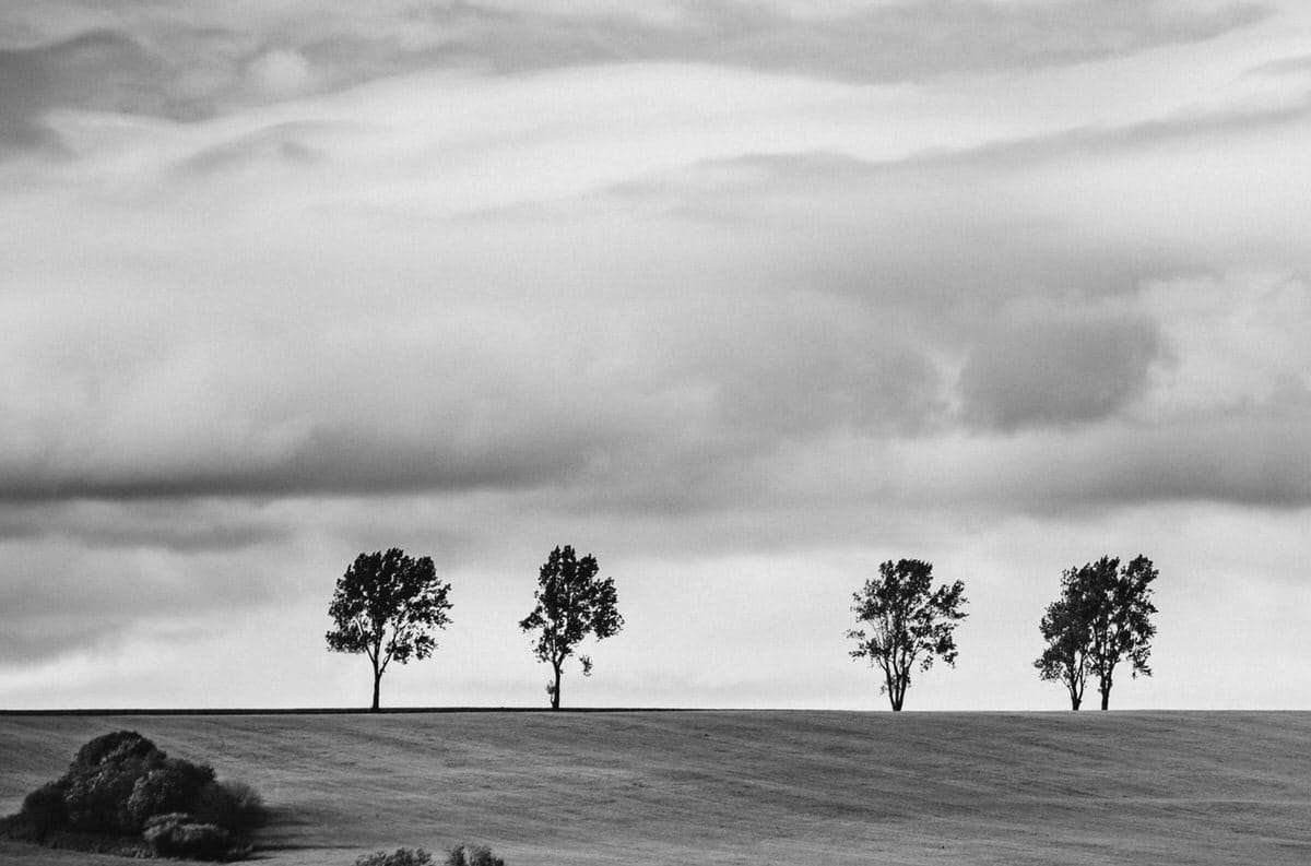 Czarno-biała panorama, drzewa na polu